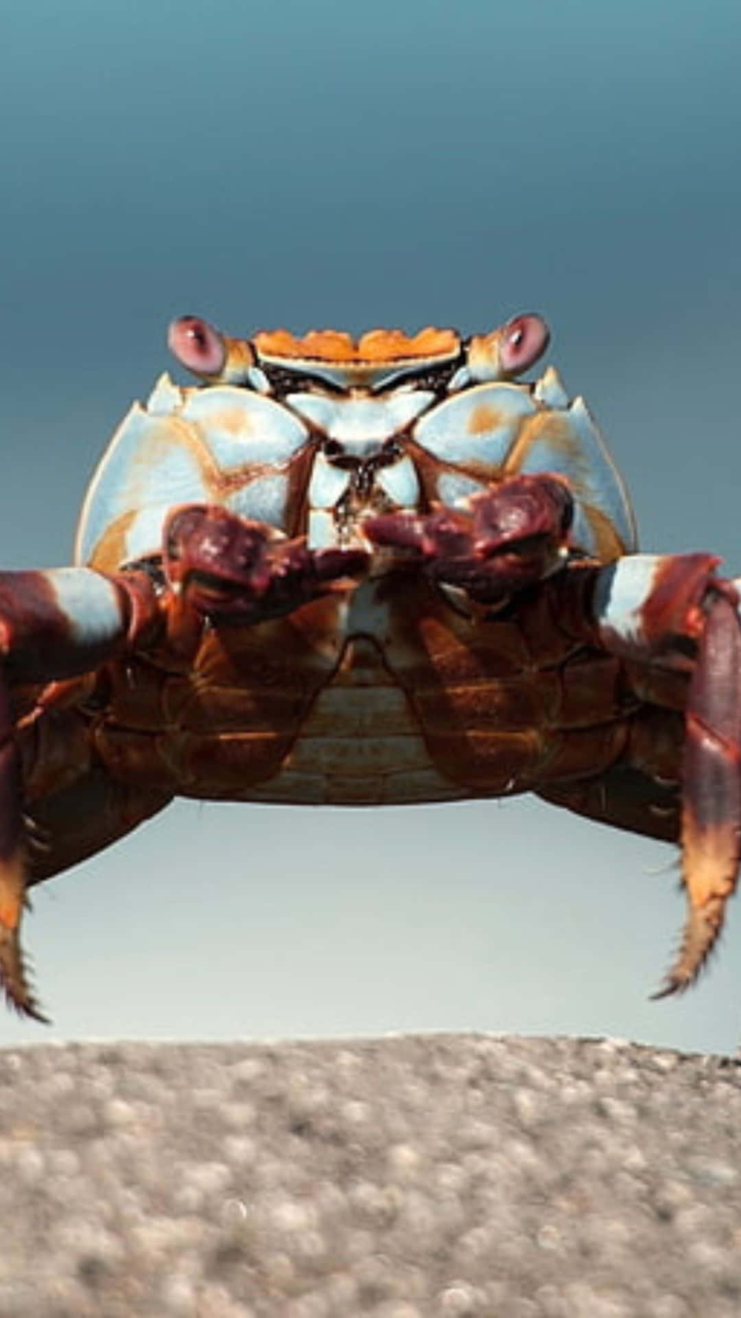 Brown Crab Standing Front View Wallpaper