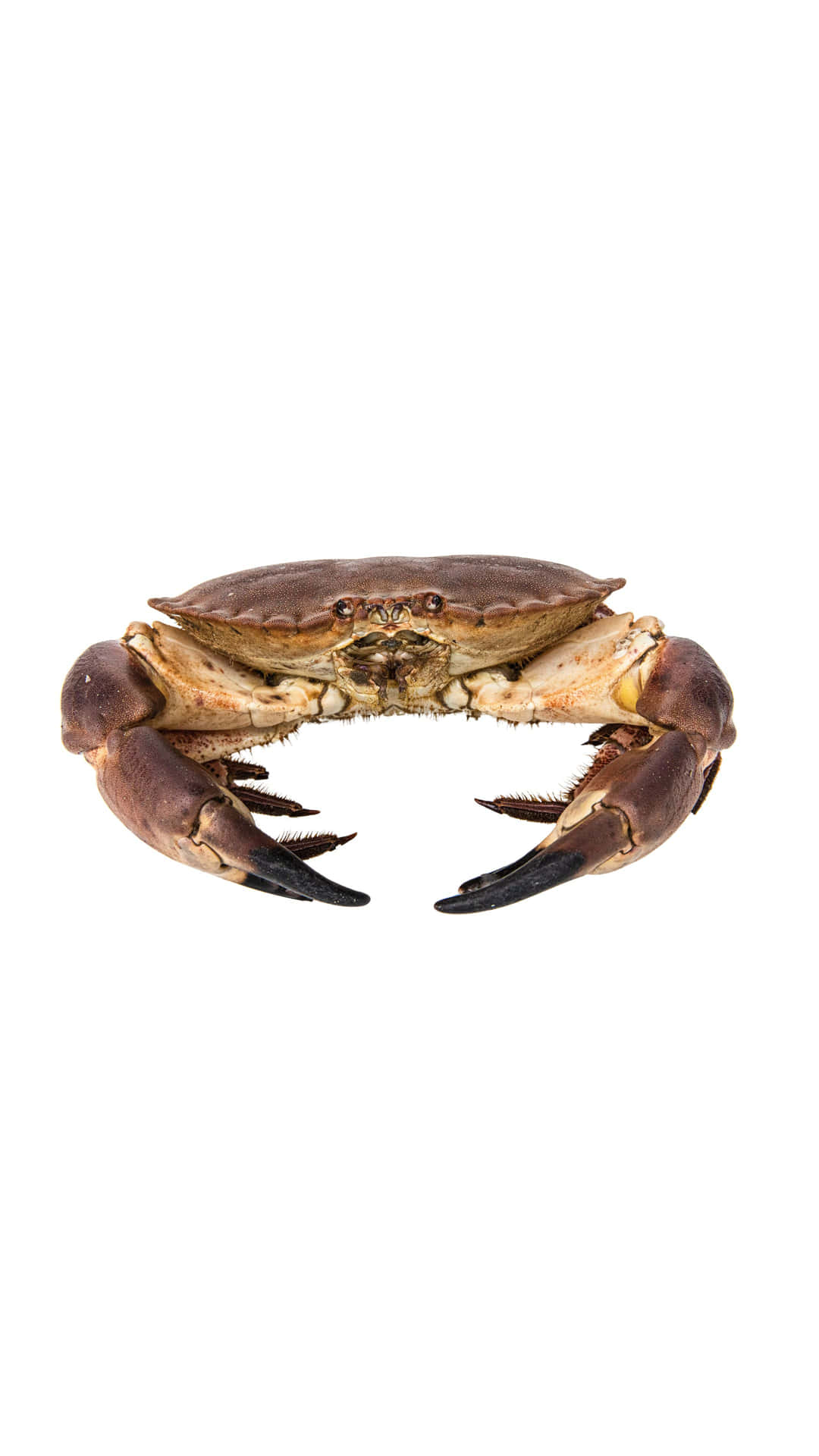 Brown Crab White Background Wallpaper