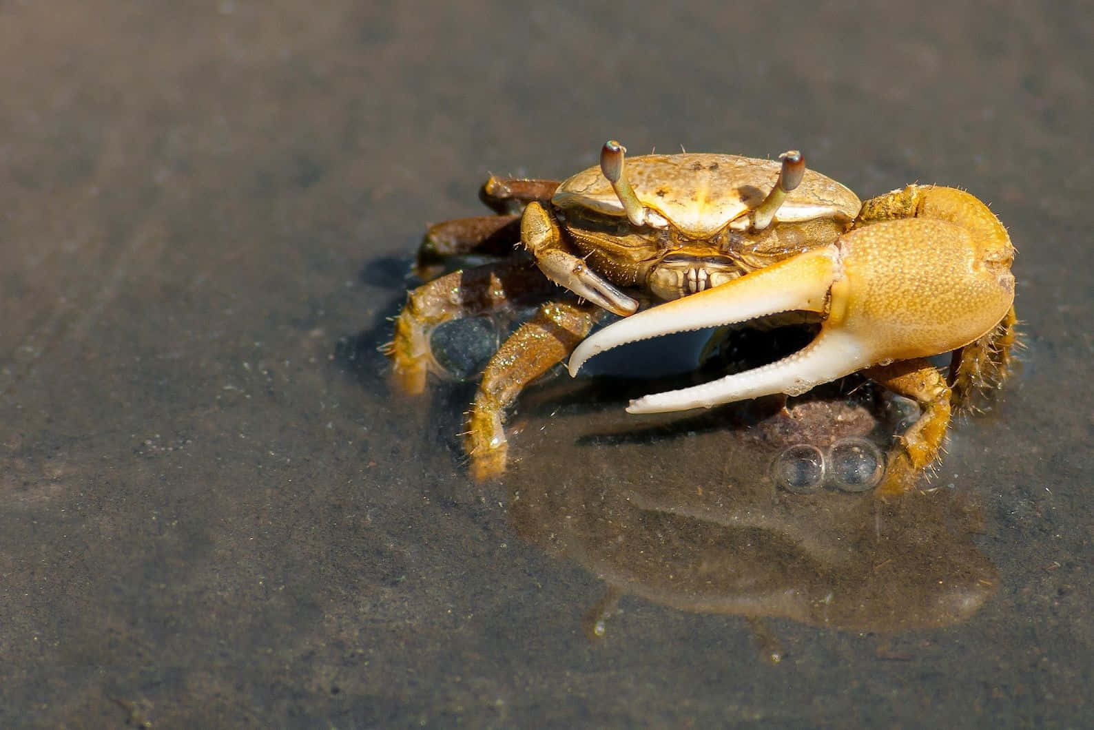Brown Crab With One Large Claw Wallpaper