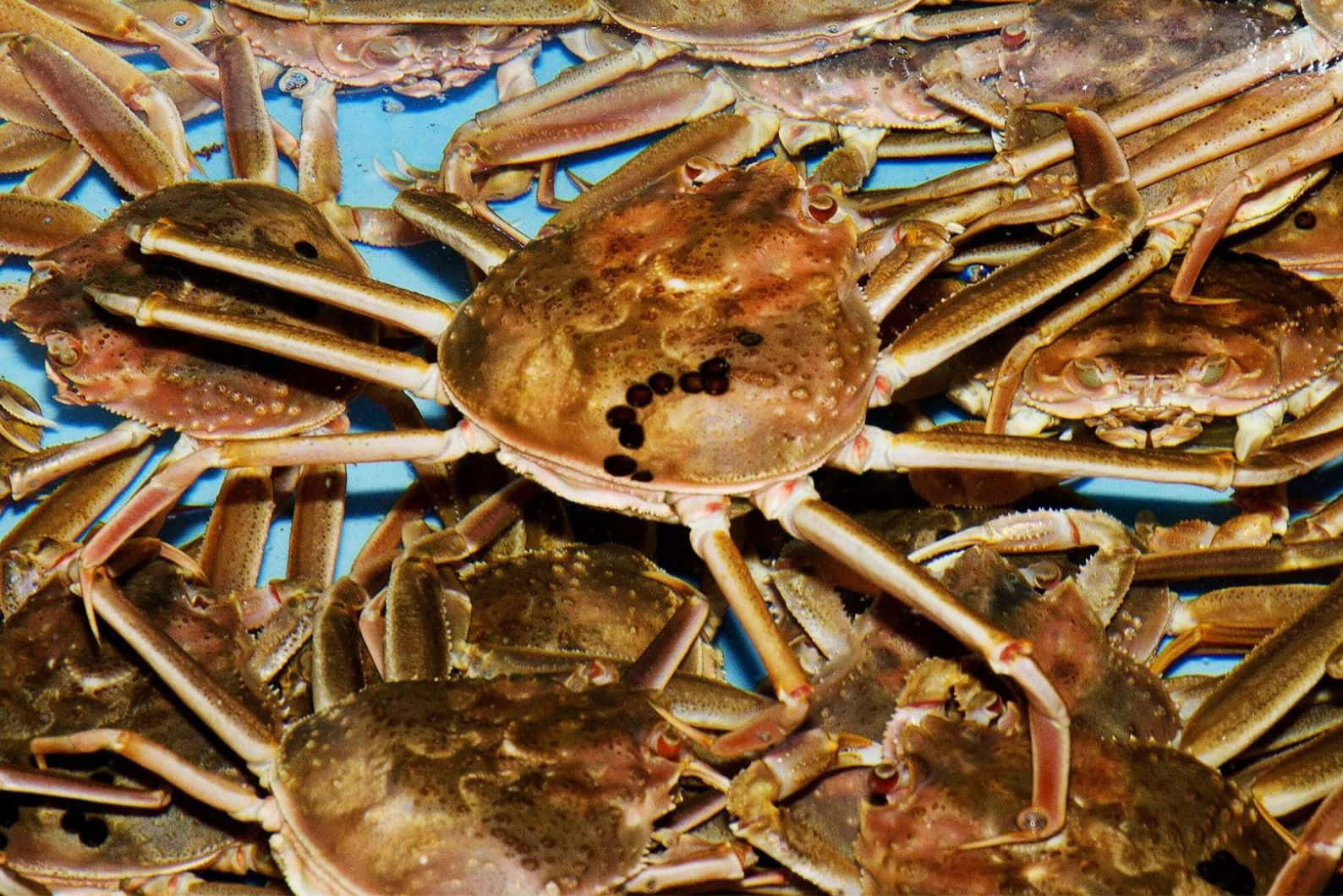 Brown Crabs Clustered Together.jpg Wallpaper