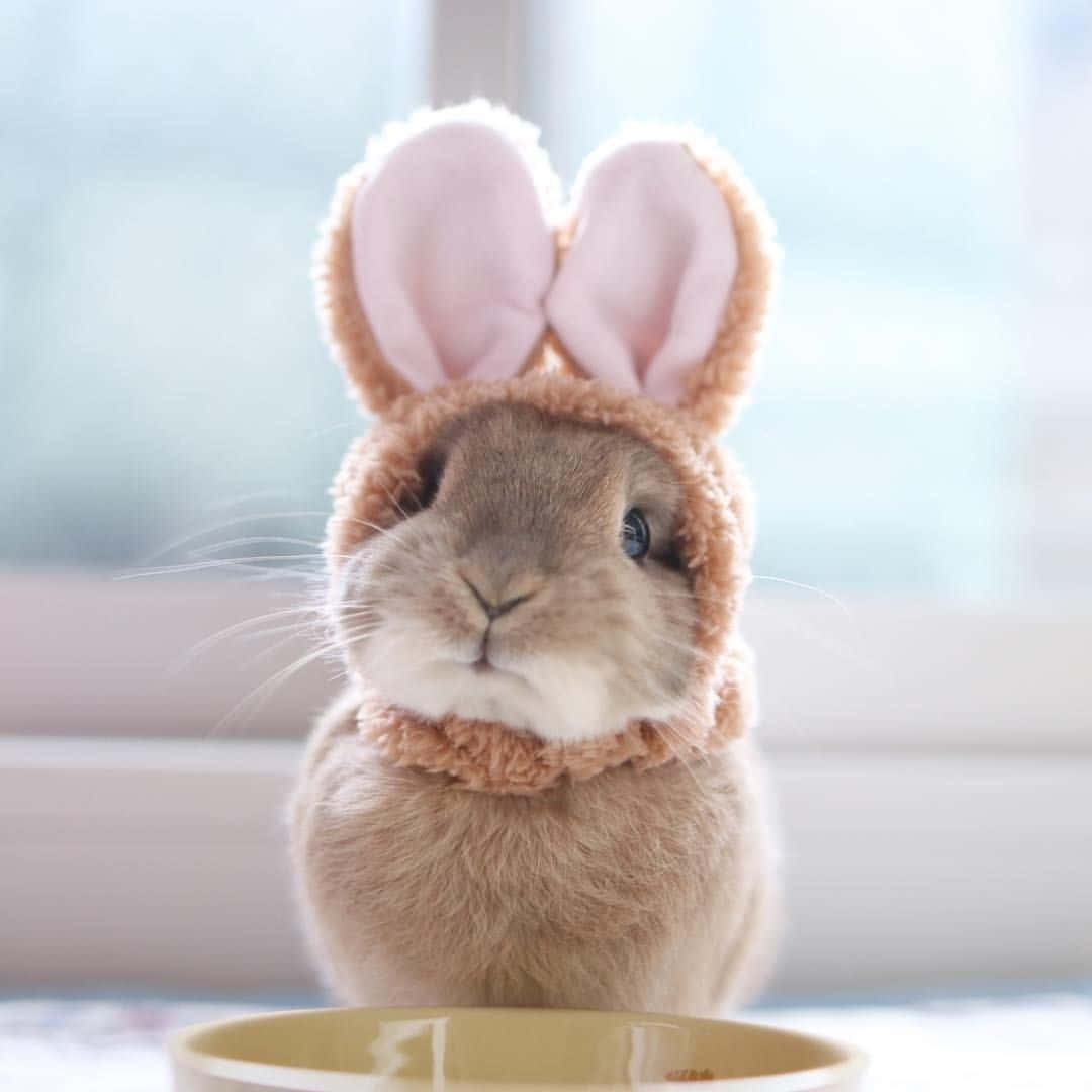 Brown Cute Bunny Picture