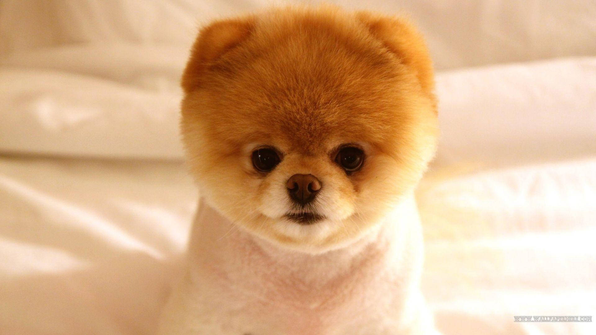 Brown Cute Pomeranian Puppy