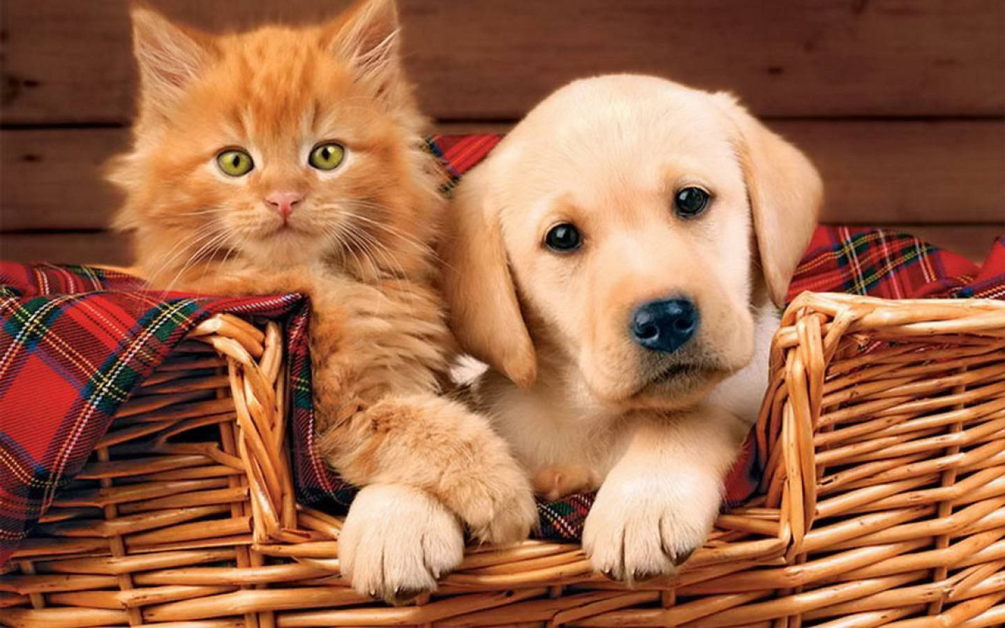 Brown Cute Puppy With Kitten