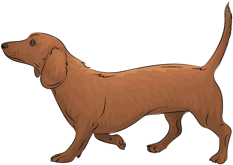 Brown Dachshund Illustration PNG