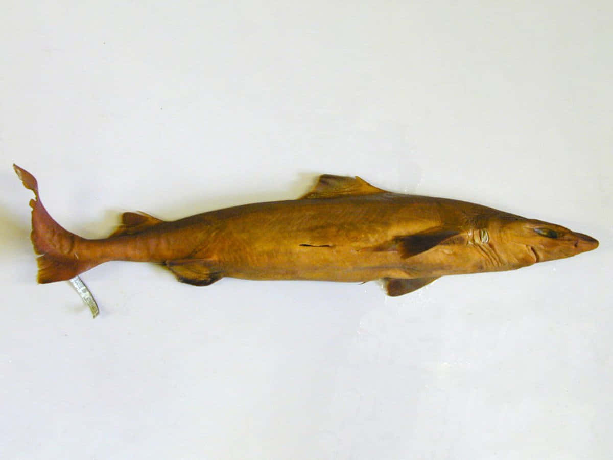 Brown Dogfish Shark Specimen Wallpaper