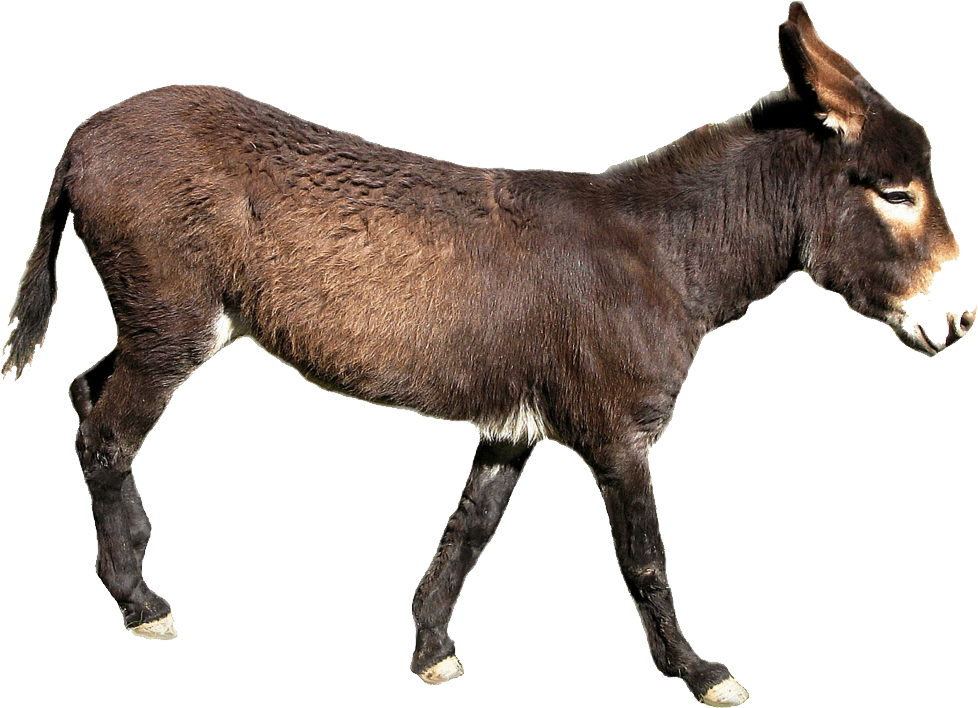 Brown Donkey Profile Transparent Background PNG
