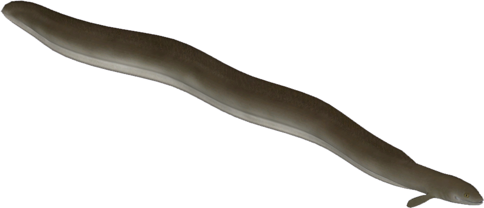 Brown Eel Isolatedon Blue Background PNG