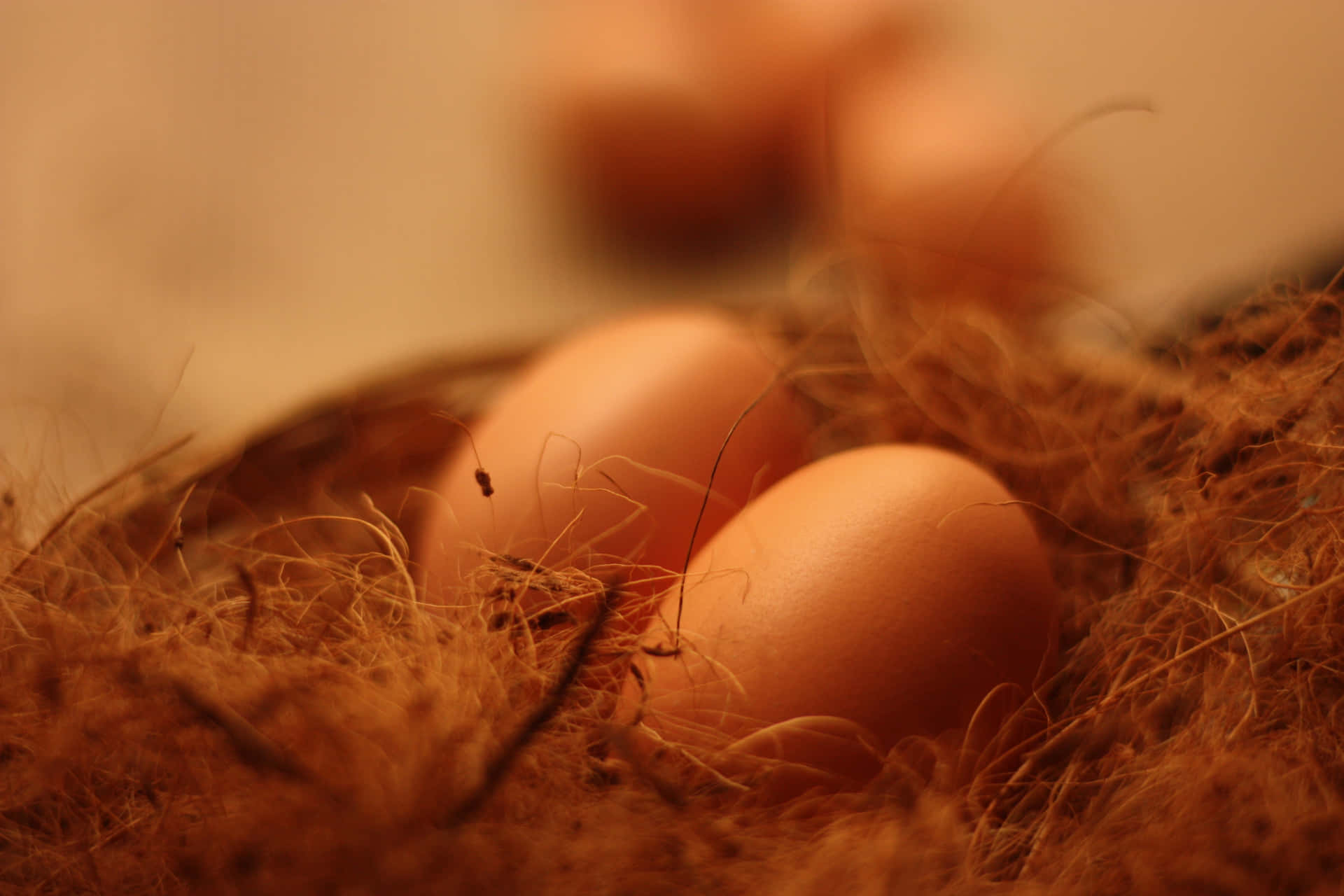 Close-up of Fresh Brown Eggs in a Tray Wallpaper