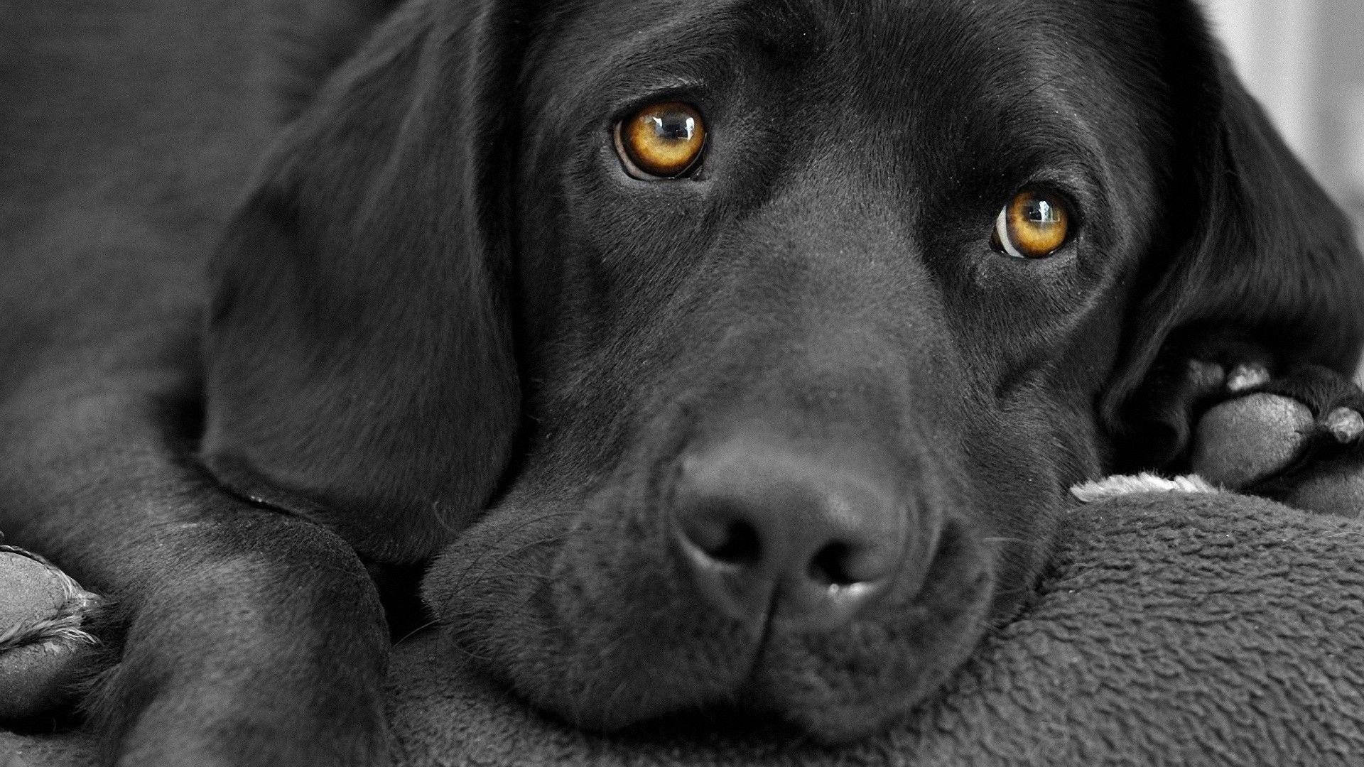 Brown-Eyed Labrador Dog Wallpaper