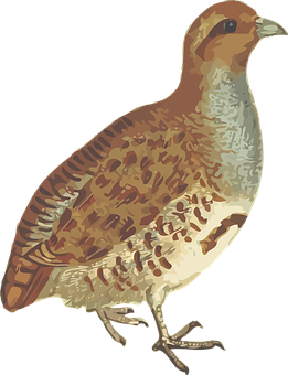 Brown Feathered Quail Illustration PNG