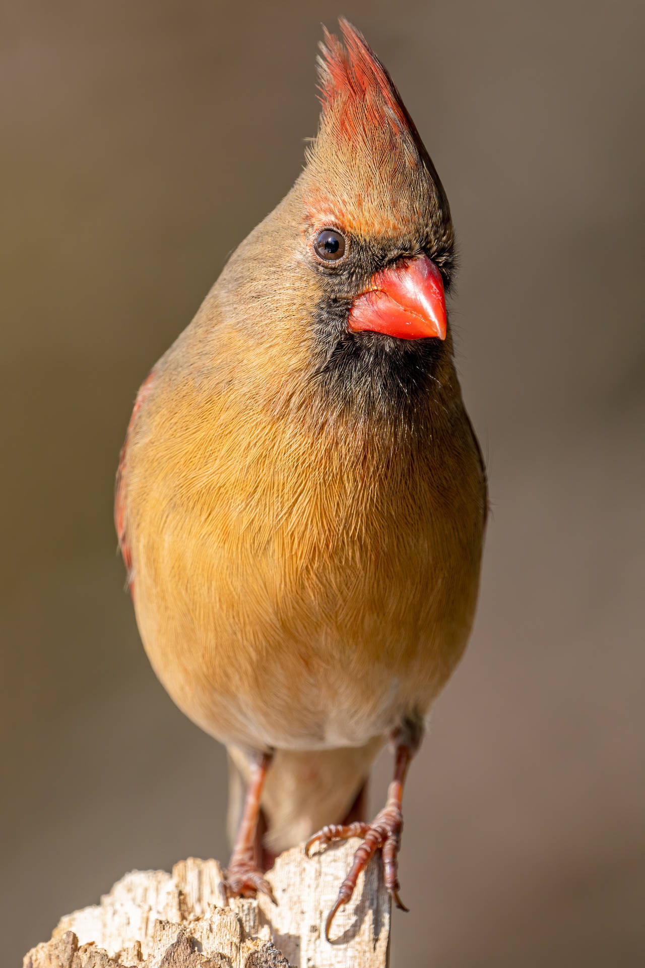 Brown Female Cardinal Wallpaper