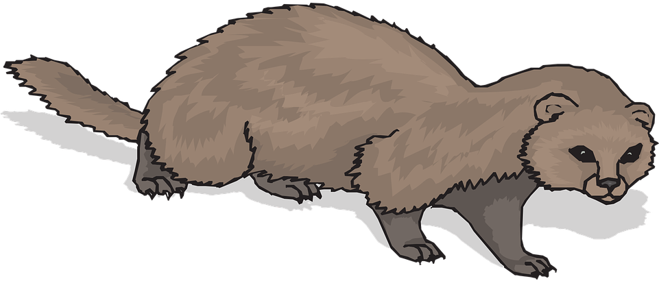 Brown Ferret Illustration.png PNG