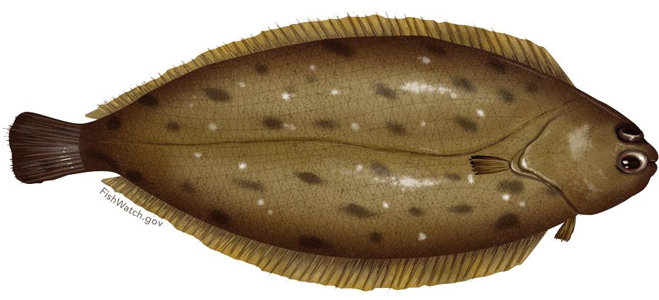 Brown Flounder Fish Illustration PNG