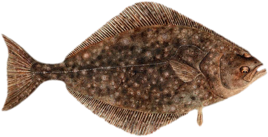 Brown Flounder Fish Illustration PNG