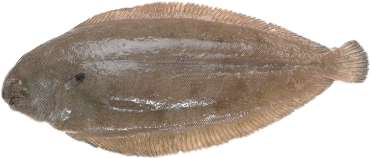 Brown Flounder Fish Isolated PNG