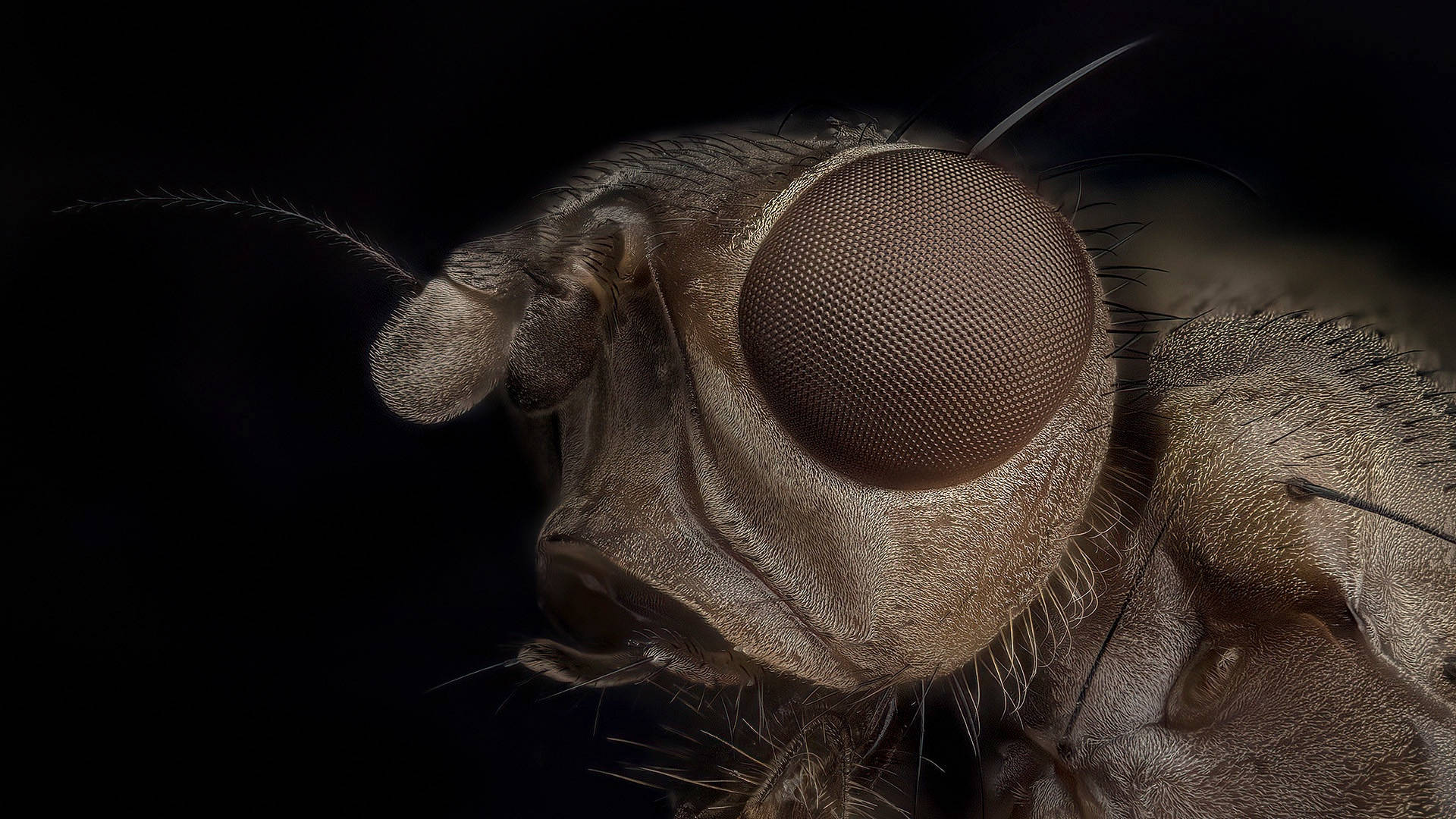 Brown Fly Wallpaper