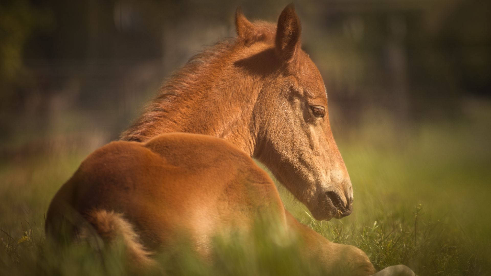 Brown Foal Back Angle With Vignette Effect Wallpaper