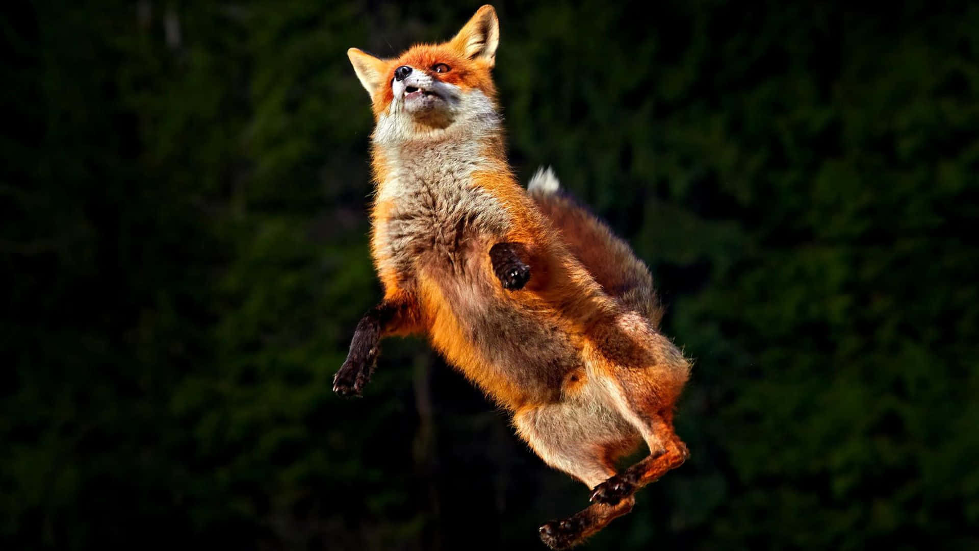 Majestic Brown Fox in the Wild Wallpaper