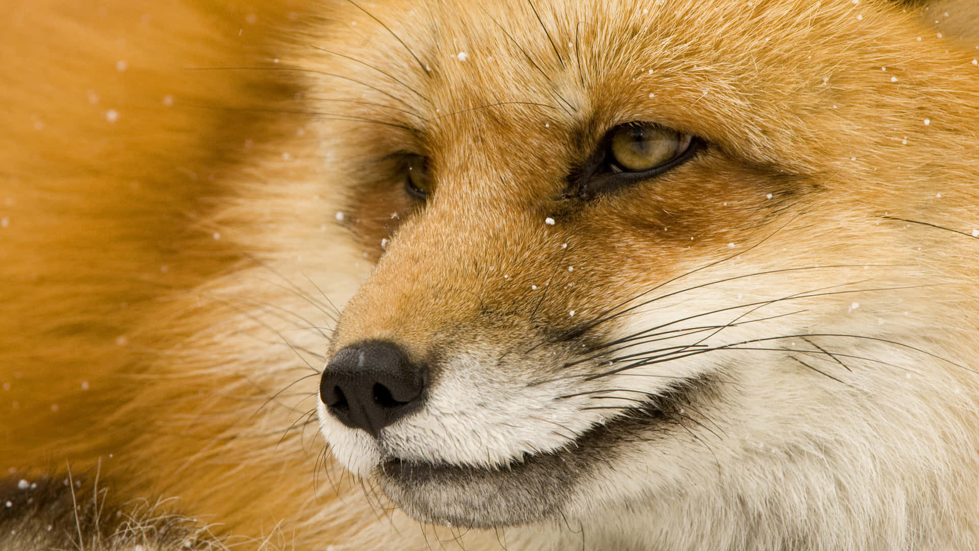 Majestic Brown Fox in the Wild Wallpaper
