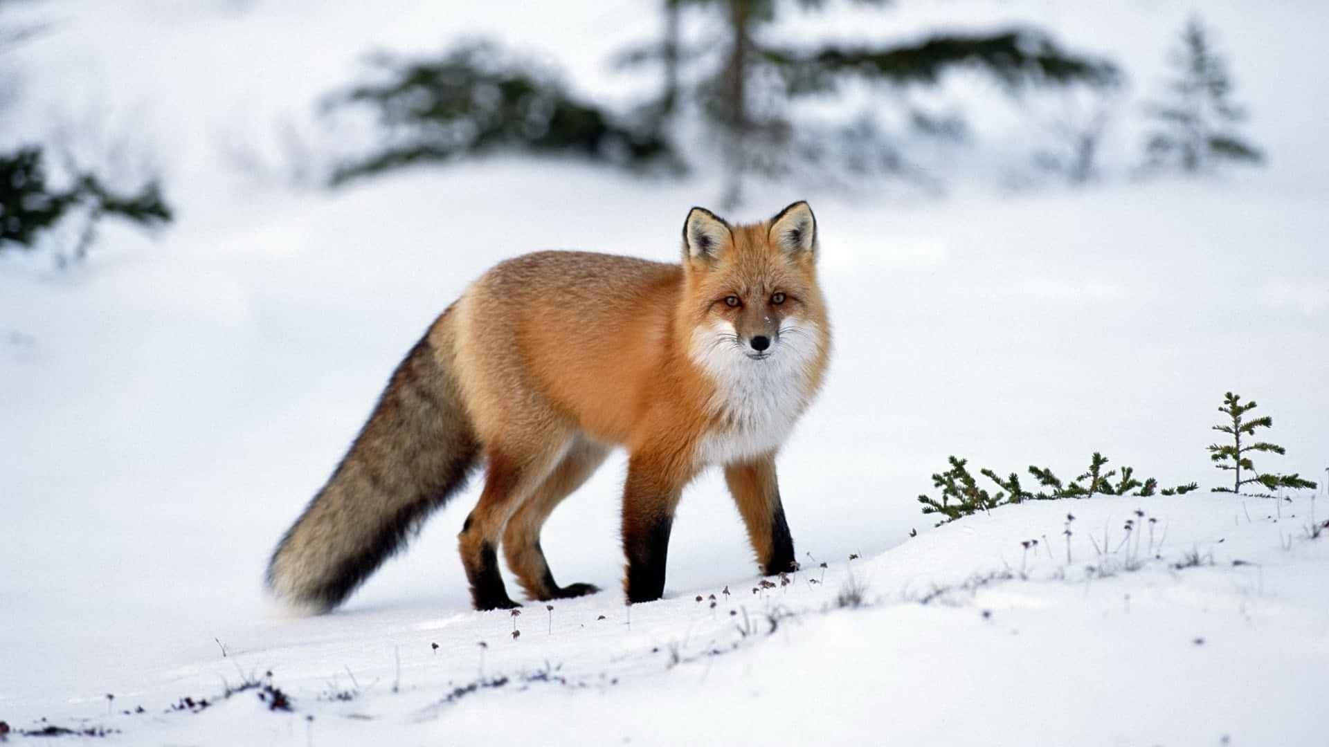 Stunning Brown Fox in the Wild Wallpaper