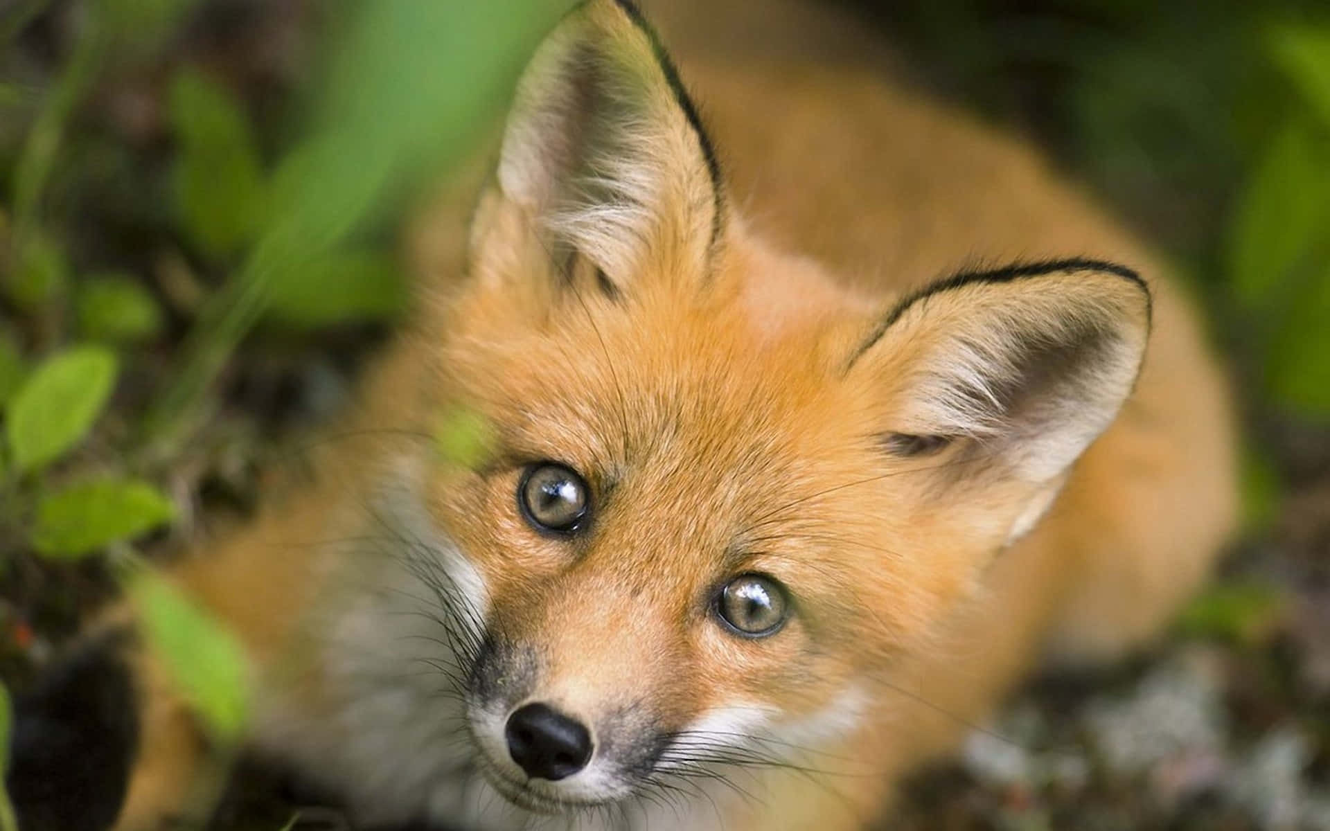 Elegant Brown Fox in Nature Wallpaper