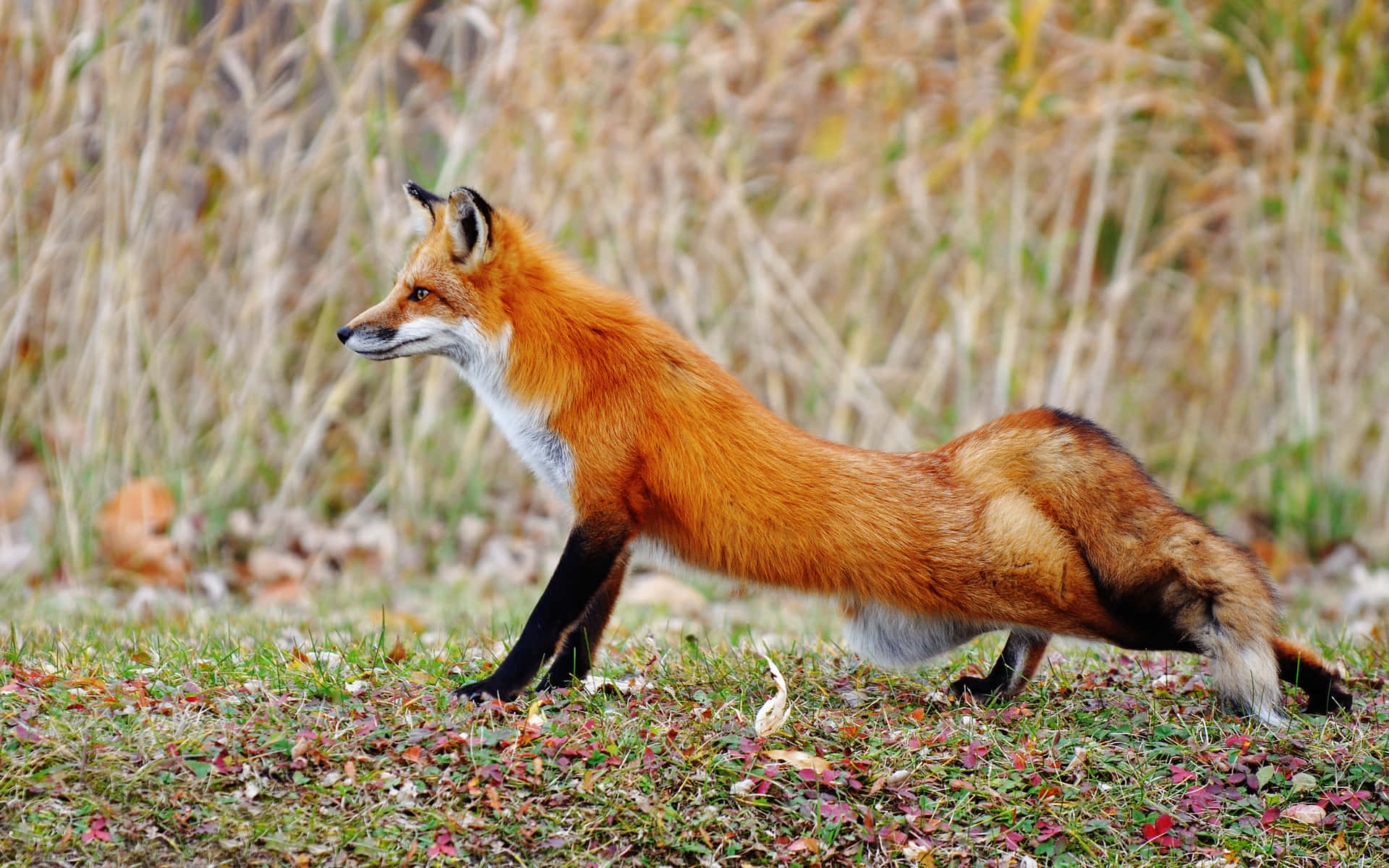 Majestic Brown Fox Exploring the Wild Wallpaper