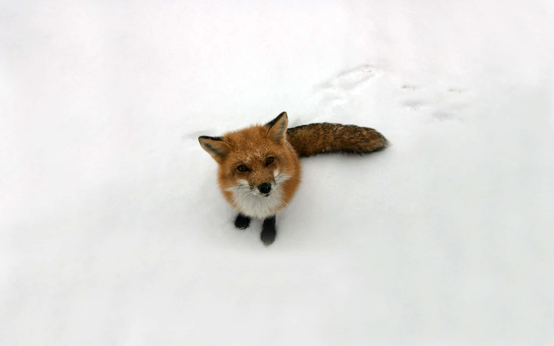 Majestic Brown Fox in Natural Habitat Wallpaper