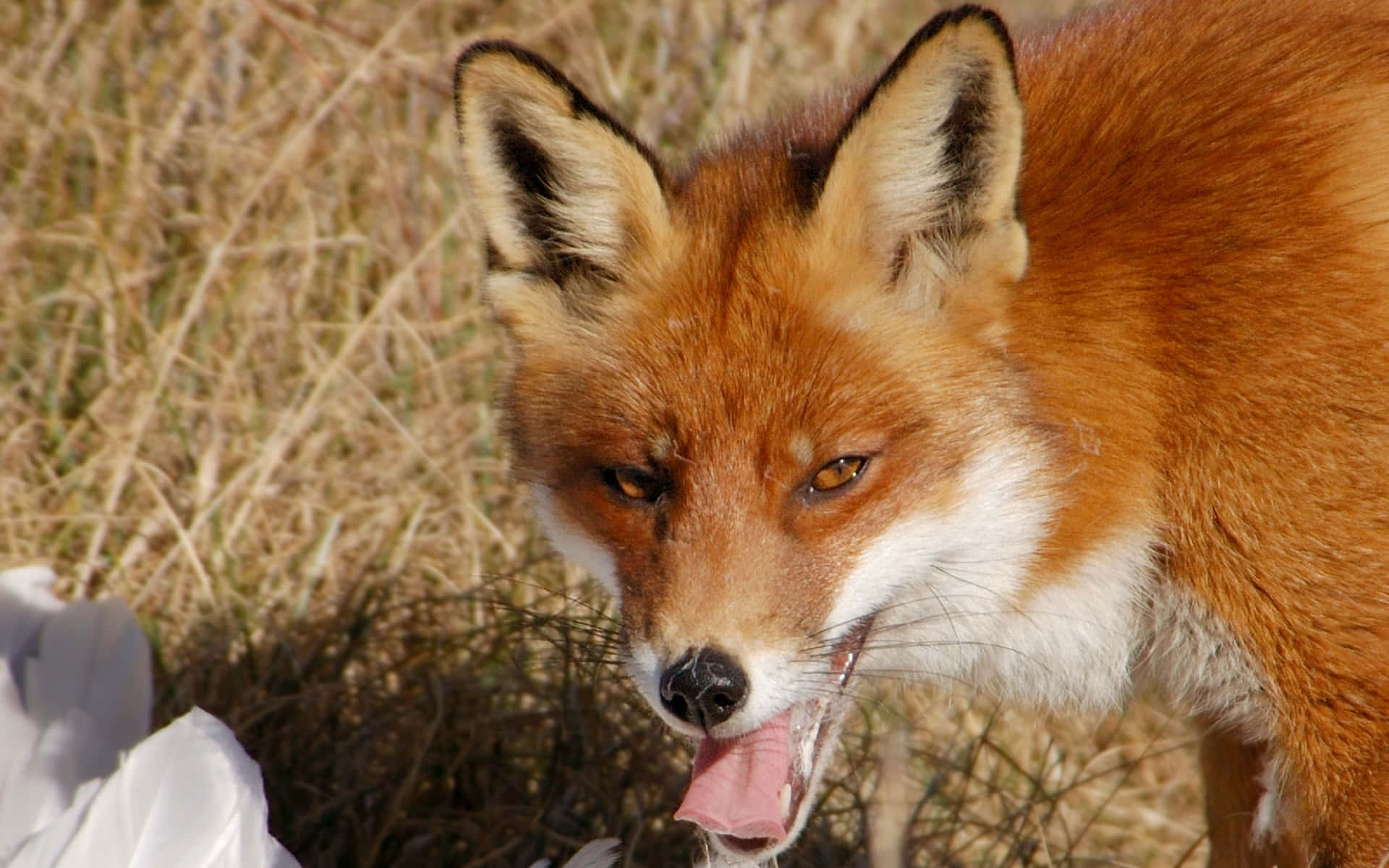 Caption: Majestic Brown Fox in the Wild Wallpaper