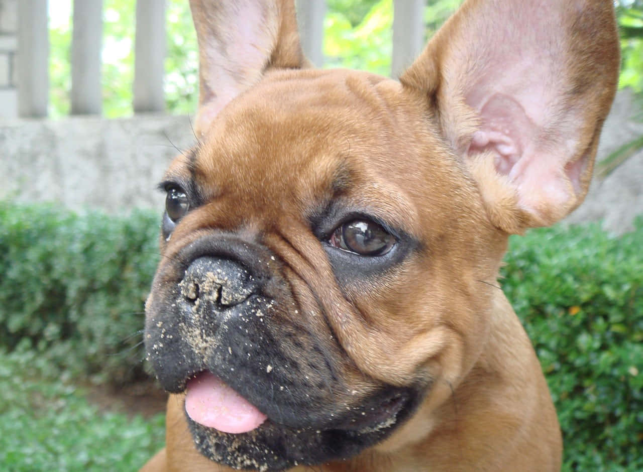 Brown French Bulldog Amazed Look Background