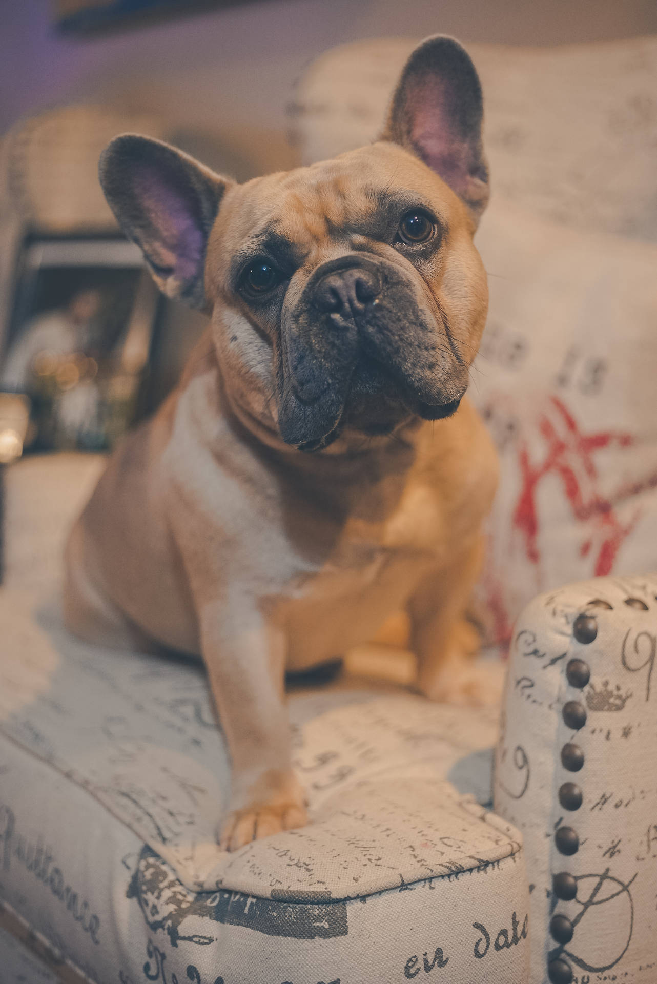 Brown French Bulldog On Couch Wallpaper