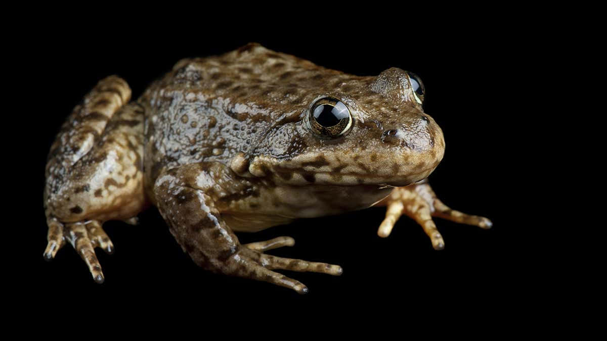 Brown Frog Black Background Wallpaper