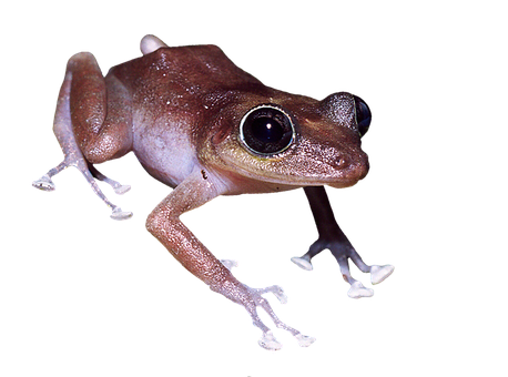 Brown Frog Black Background PNG