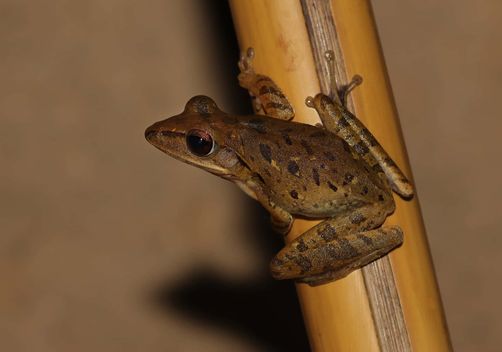 Brown Frog Clingingto Bamboo Wallpaper