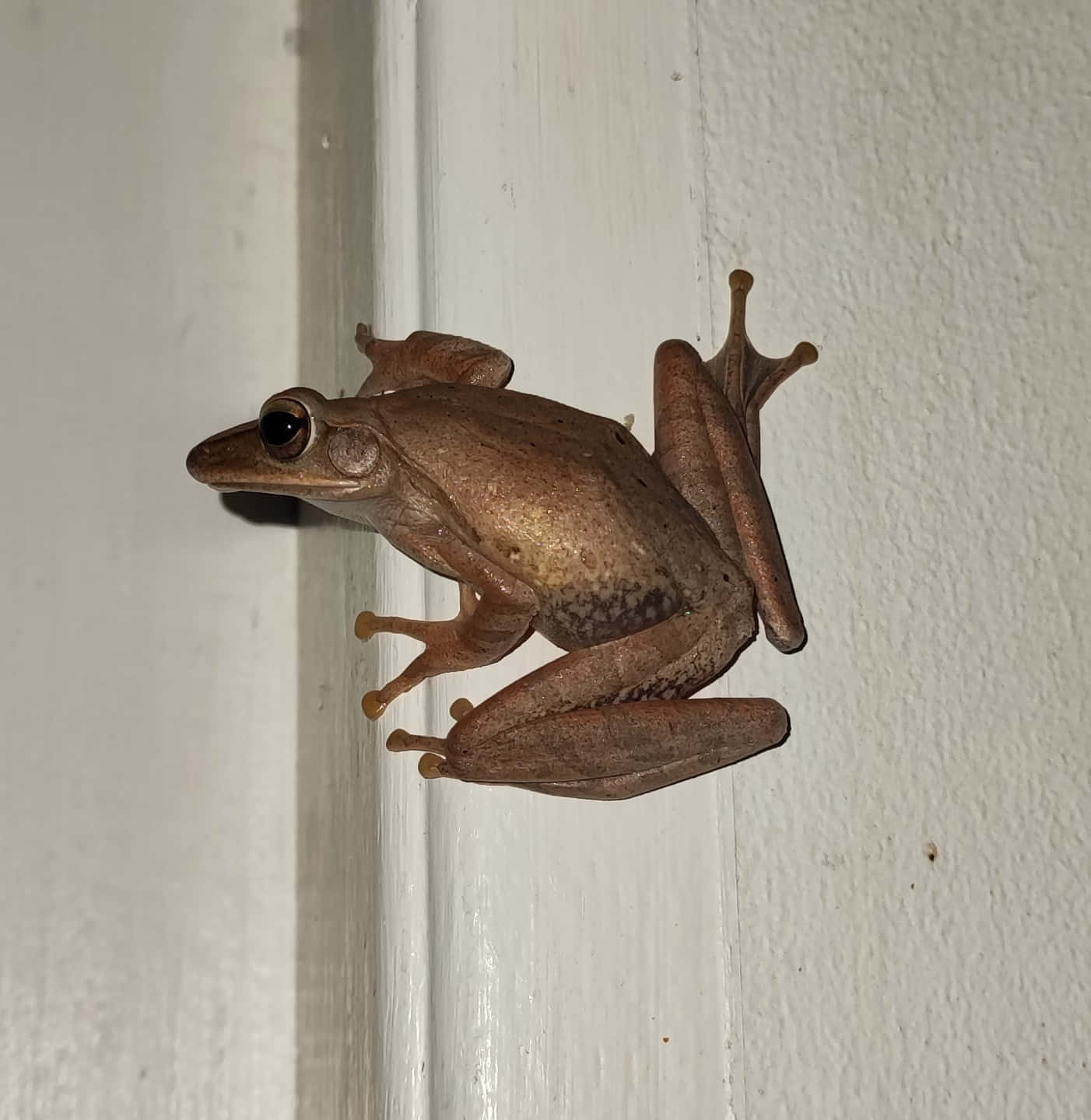Brown Frog Clingingto Vertical Surface Wallpaper