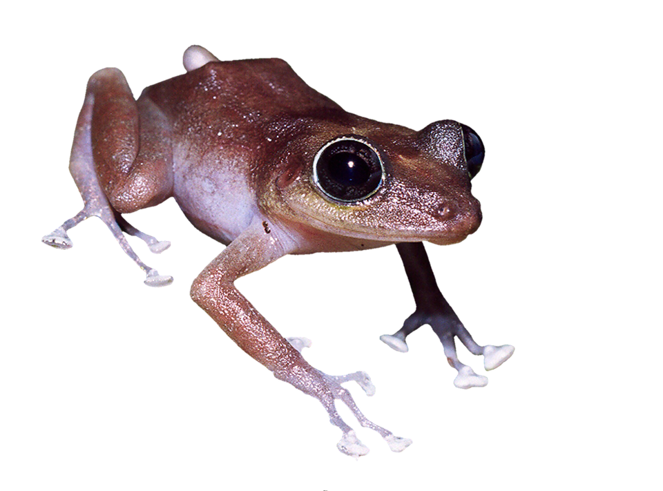 Brown Frog Close Up PNG