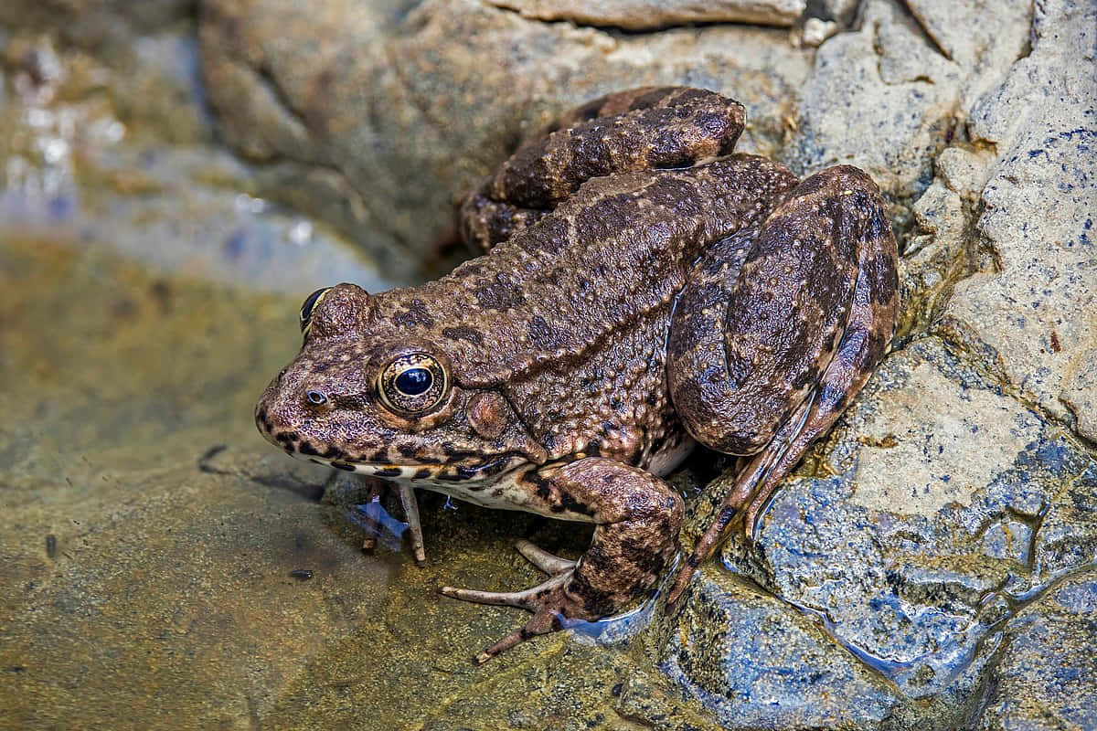 Katak Coklat Beristirahat Di Atas Batu Wallpaper