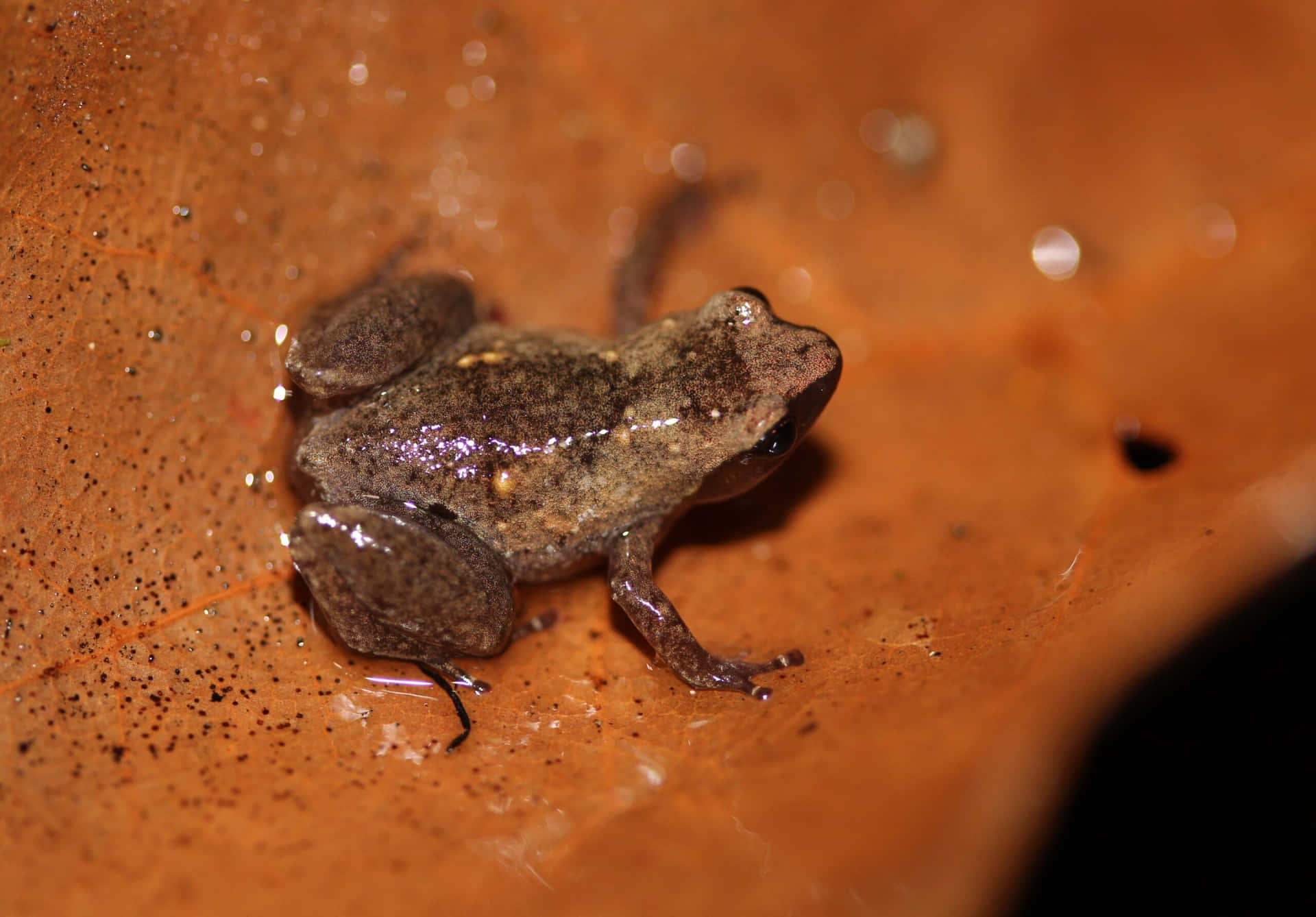 Katak Coklat Di Atas Daun Wallpaper