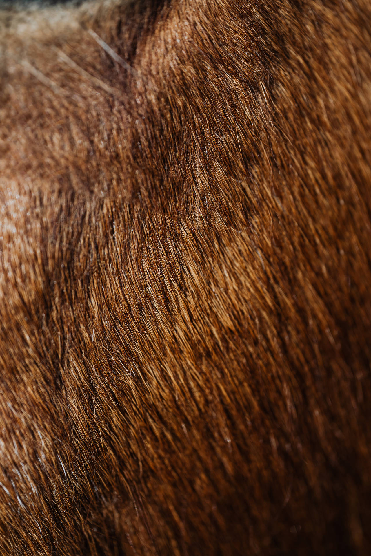Brown Fur Textured Surface Background