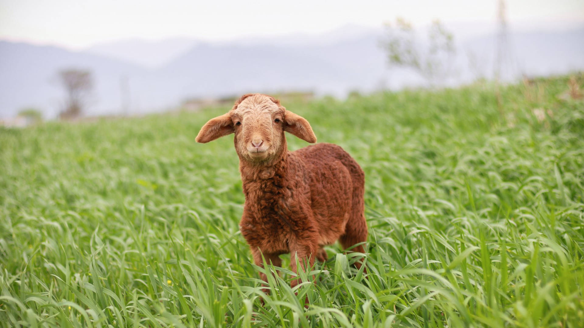 Brown Furry Baby Goat On Grassy Field Wallpaper
