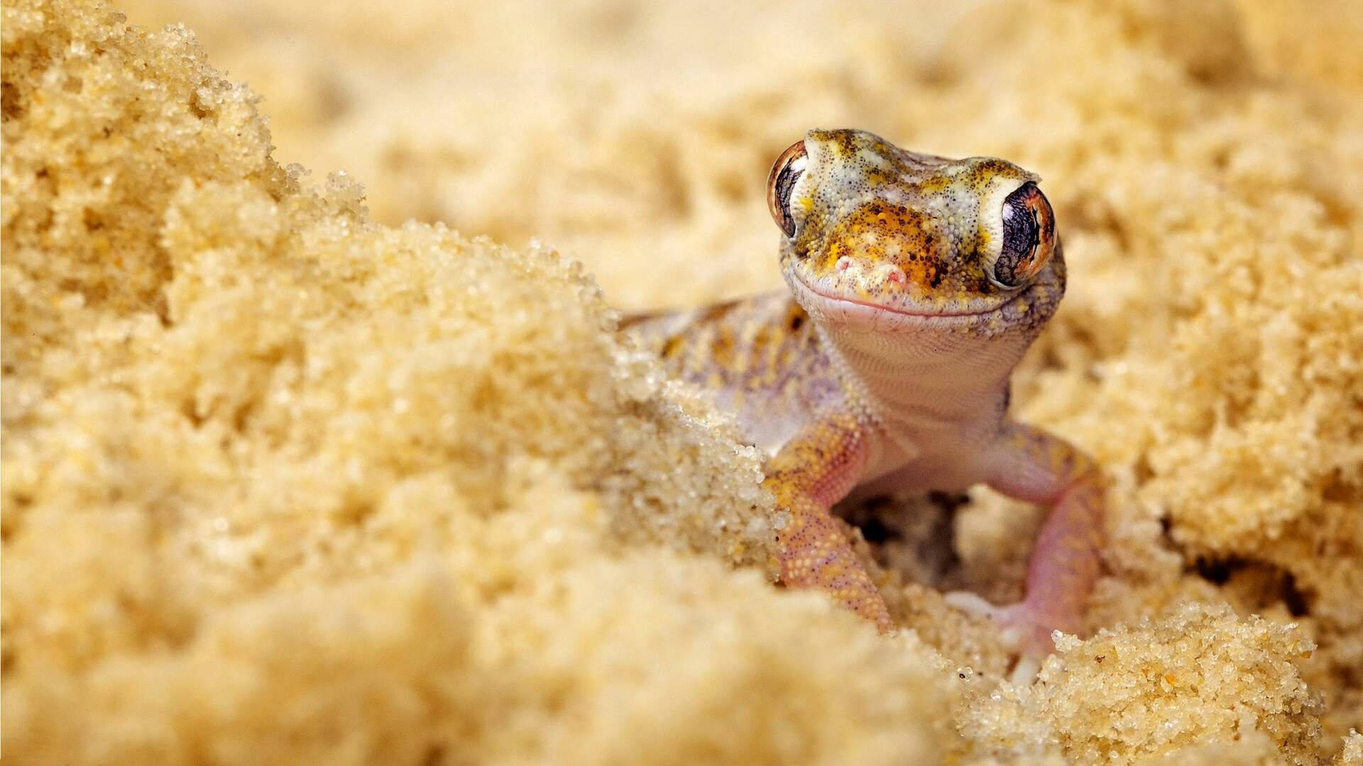 Brown Gecko On Dwarf Sand Wallpaper