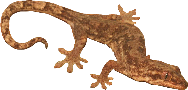 Brown Geckoon Transparent Background PNG