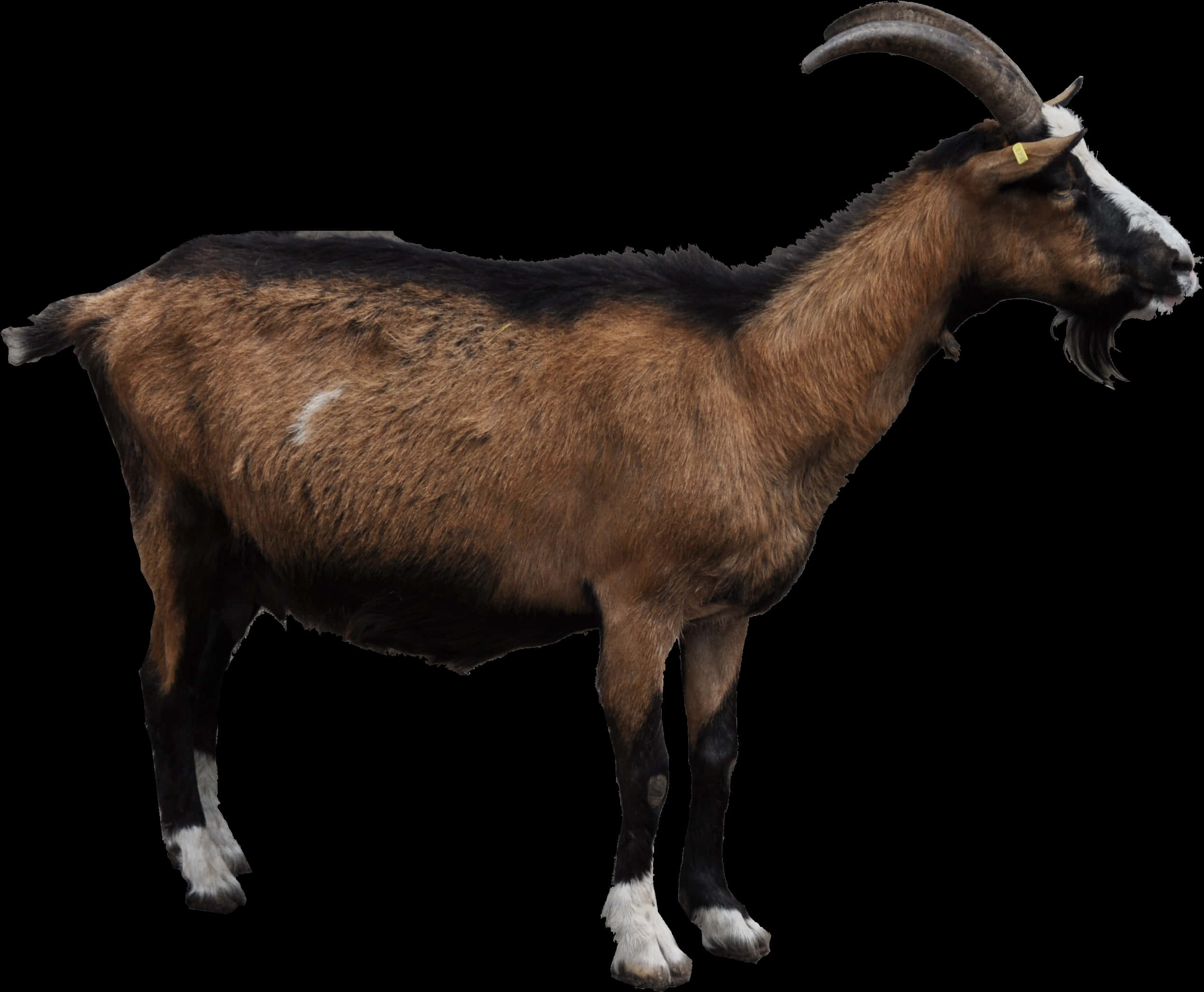 Brown Goat Black Background PNG