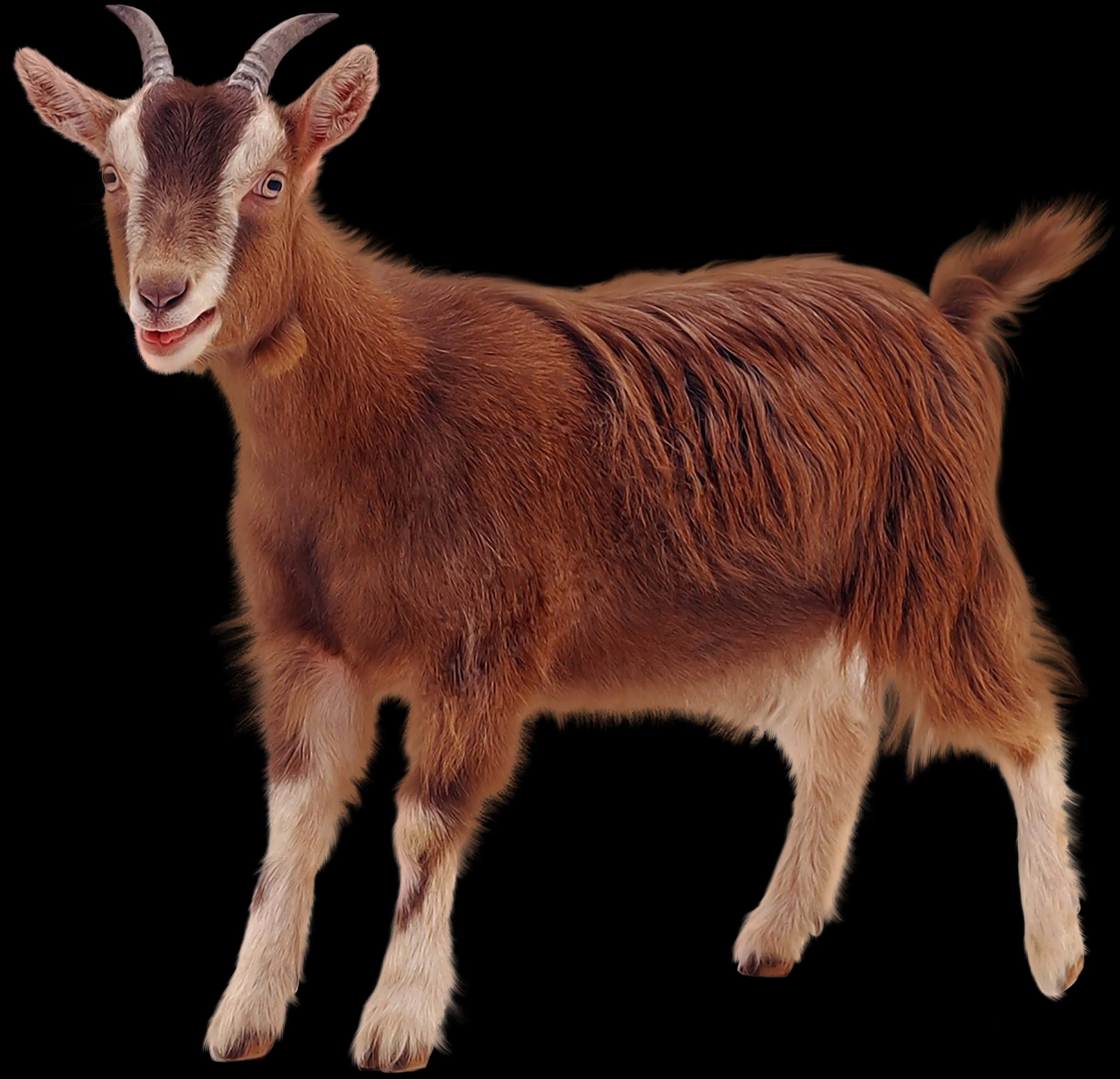 Brown Goat Portrait Isolated PNG
