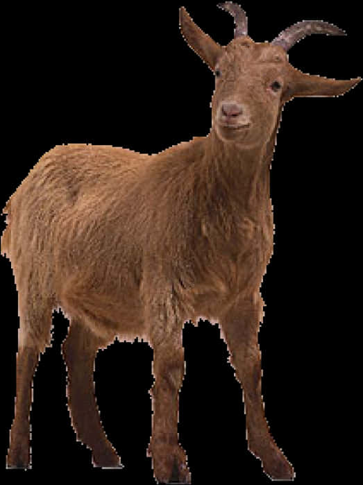 Brown Goat Standing Transparent Background PNG