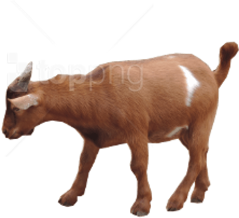 Brown Goat Transparent Background.png PNG