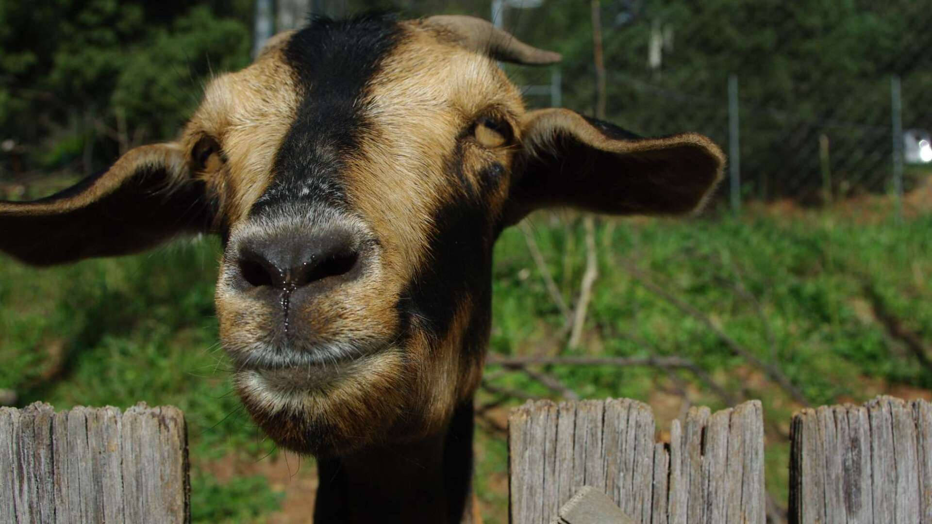Brown Goat With Black Facial Line Wallpaper