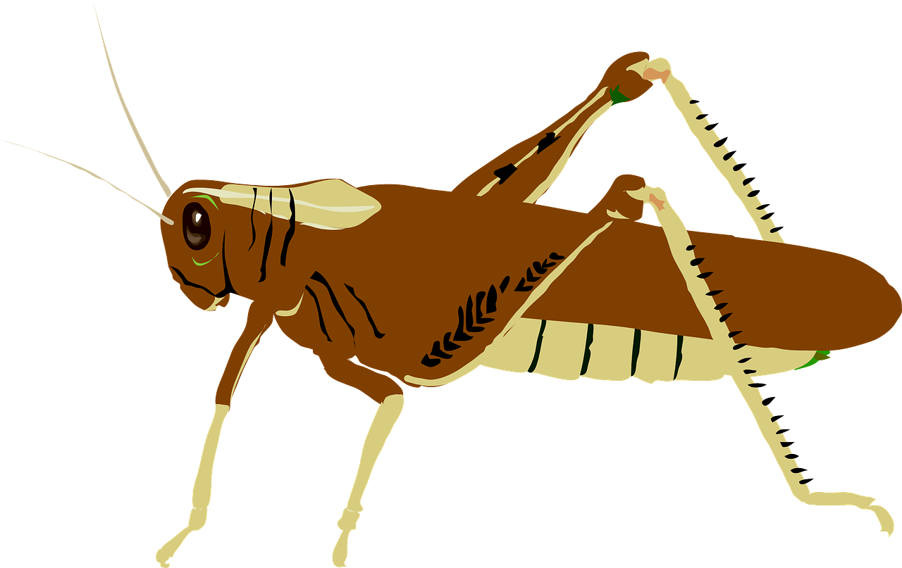 Brown Grasshopper Illustration PNG
