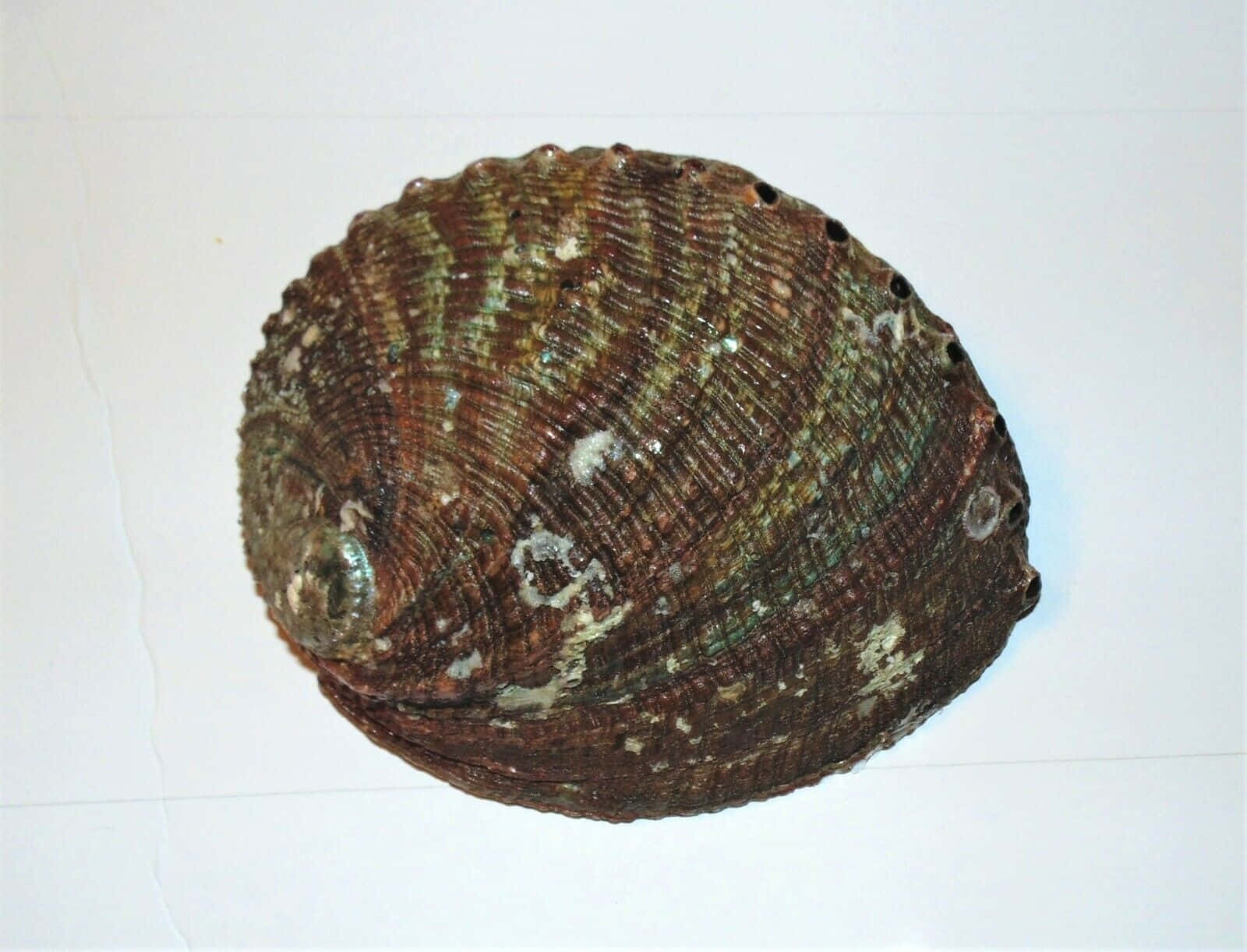 Brown Green Abalone Shell Wallpaper