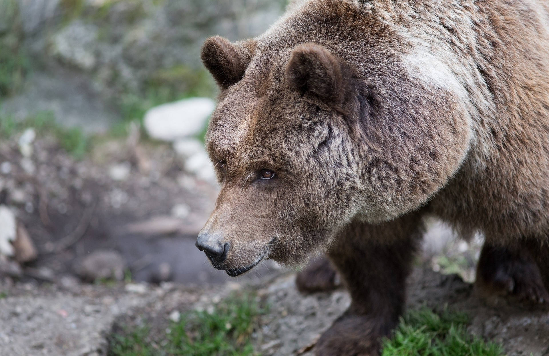 Brown Grizzly Bear Photography Background