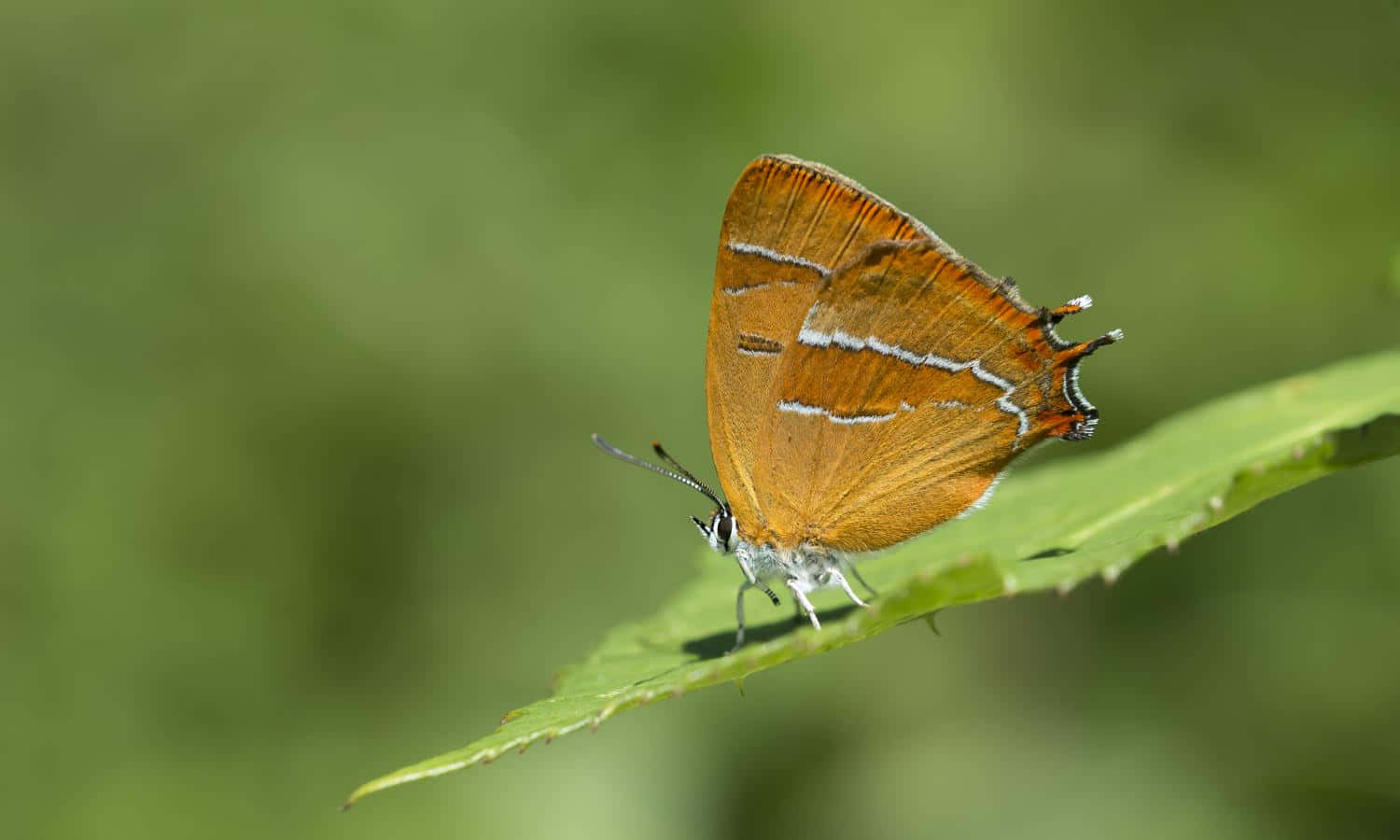 Papillon Hairstreak Brun Sur Une Feuille Fond d'écran